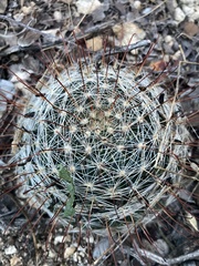 Mammillaria barbata
