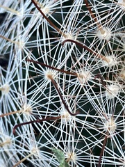 Mammillaria barbata