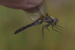Sympetrum obtrusum