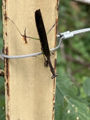 Tenodera angustipennis