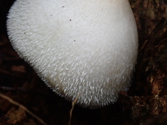 Volvariella bombycina