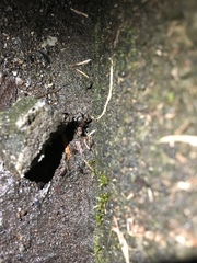 Dianemobius fascipes nigrofasciatus