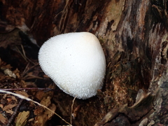 Volvariella bombycina