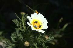 Oxythyrea