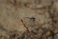 Pachydiplax longipennis