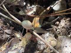 Inocybe geophylla