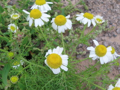 Tripleurospermum maritimum
