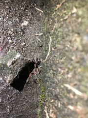 Dianemobius fascipes nigrofasciatus