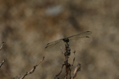 Pachydiplax longipennis