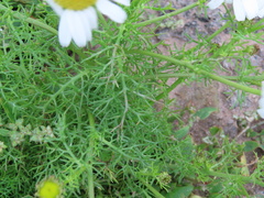Tripleurospermum maritimum