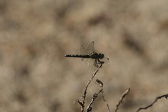 Pachydiplax longipennis