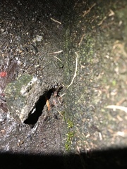 Dianemobius fascipes nigrofasciatus