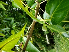 Fraxinus quadrangulata