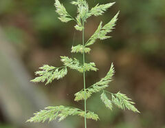 Calamagrostis epigejos