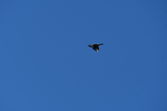 Pheucticus melanocephalus