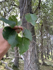 Populus × canadensis