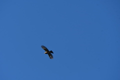 Pheucticus melanocephalus