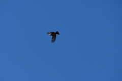 Pheucticus melanocephalus