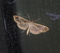 Polythlipta divaricata