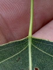 Populus × canadensis