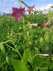Nicotiana