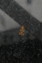 Martyringa latipennis
