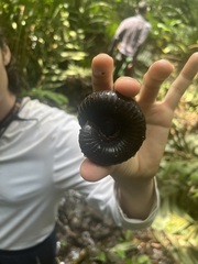 Diplopoda