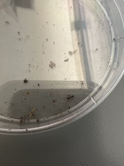 Brachyponera chinensis