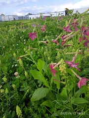 Nicotiana
