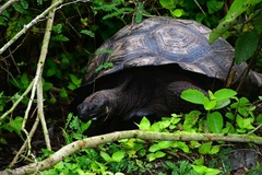 Chelonoidis niger donfaustoi