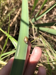 Succinea putris