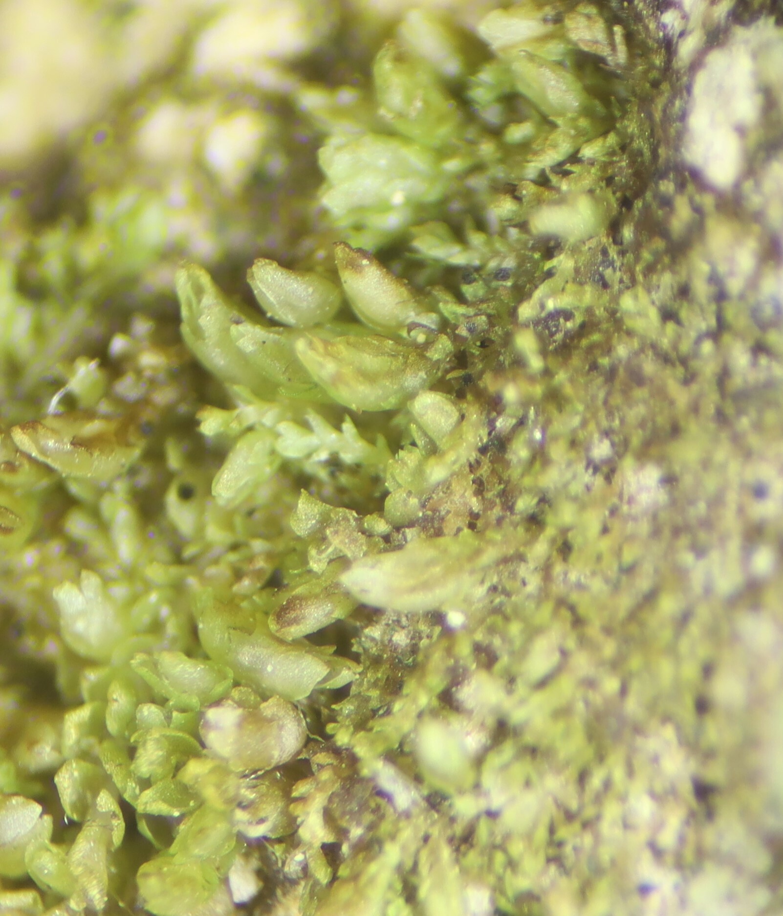 Gymnomitrion adustum
