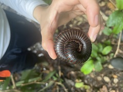 Diplopoda