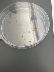 Brachyponera chinensis