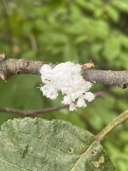 Prociphilus tessellatus