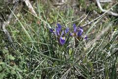 Iris unguicularis
