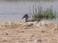Anas capensis
