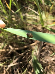Succinea putris