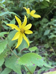 Helianthus decapetalus