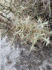 Cylindropuntia ramosissima