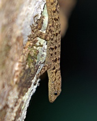 Gonatodes albogularis