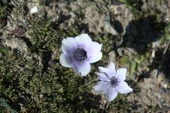 Anemone coronaria