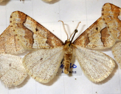 Erannis defoliaria