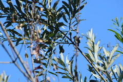 Psaltriparus minimus