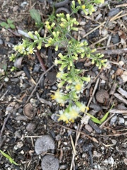 Solidago bicolor