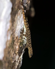 Gonatodes albogularis