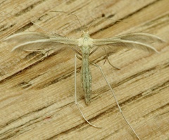 Calyciphora albodactyla