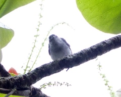 Polioptila bilineata