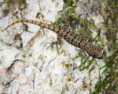 Gonatodes albogularis