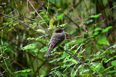 Myiarchus magnirostris